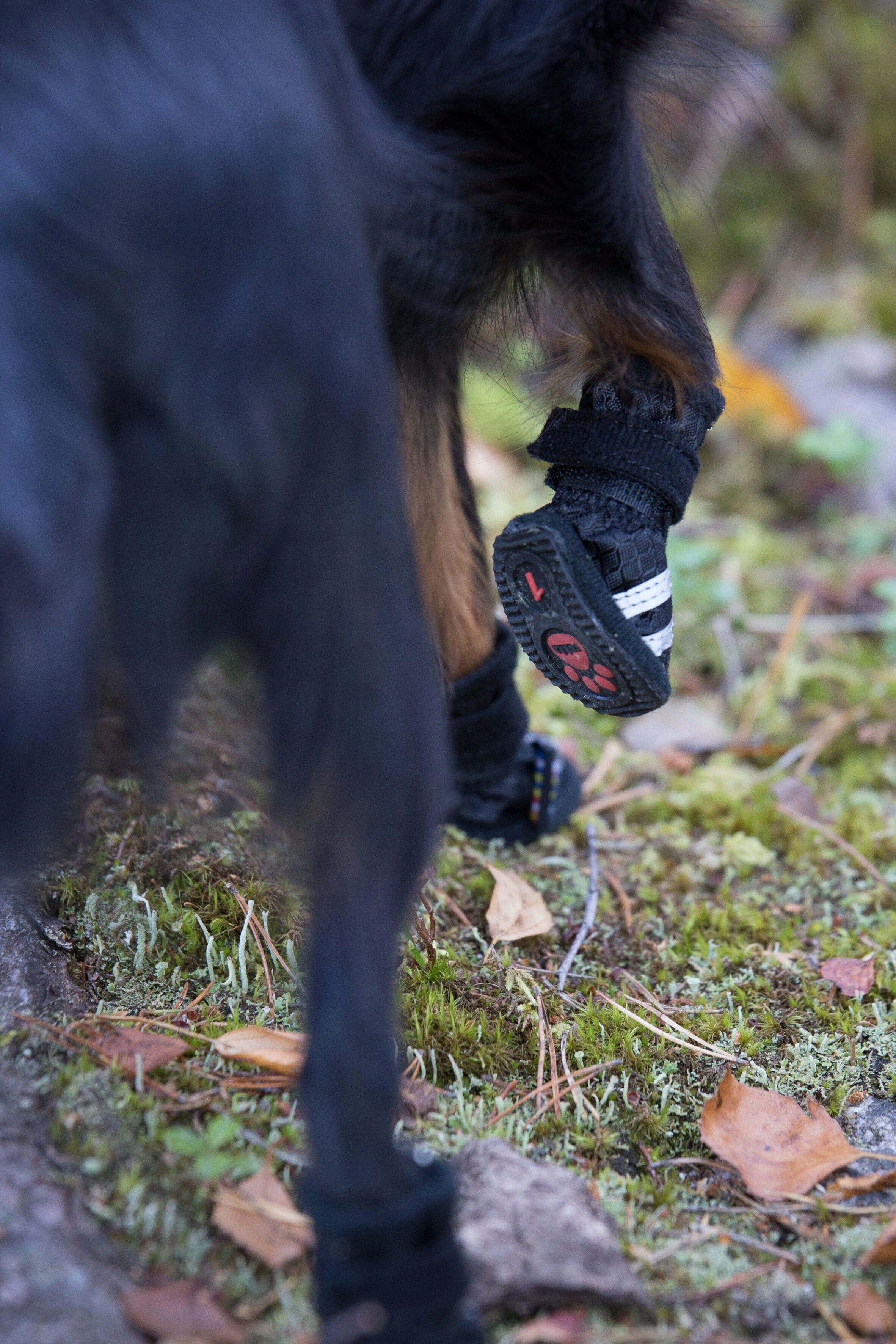 Rukka dog boots new arrivals